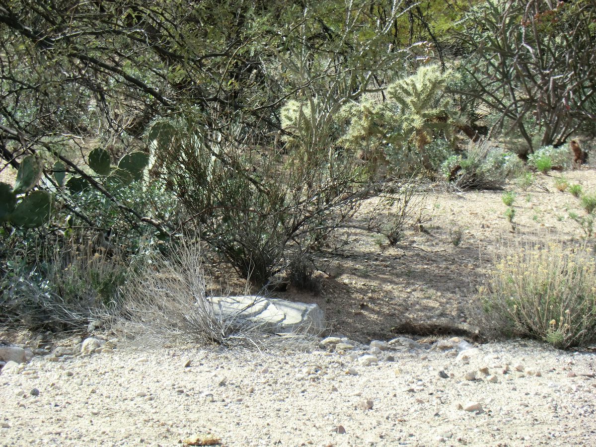 2012 February Mystery Animal