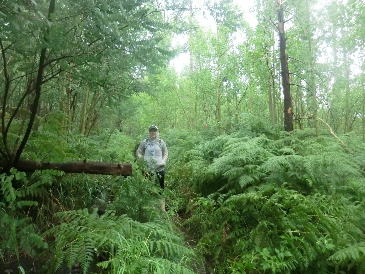 2012 July Aspen Trail in the Rain
