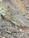 2012 July Collared Lizard in Prison Camp Area