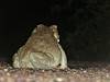 2012 July Colorado River Toad - Rear