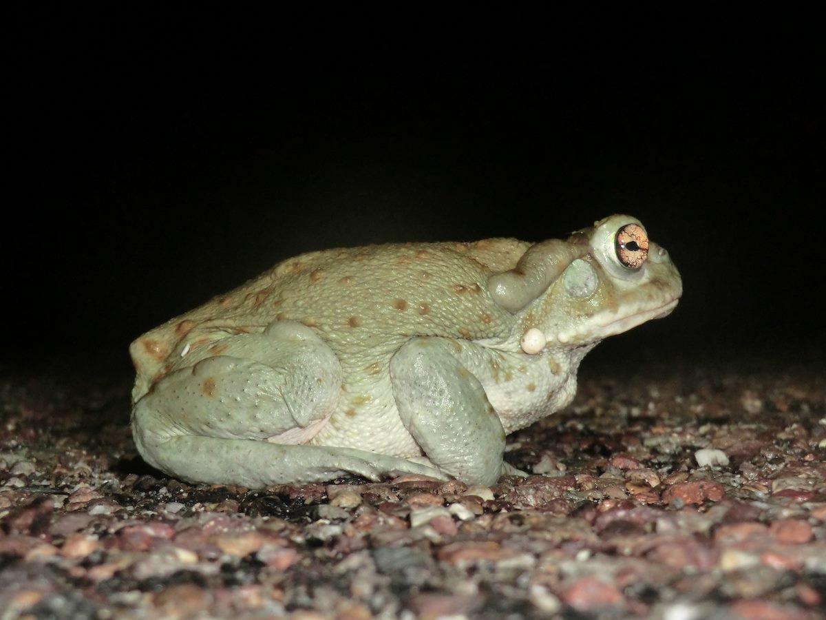 2012 July Colorado River Toad - Side