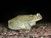 2012 July Colorado River Toad - Side
