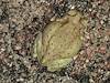 2012 July Colorado River Toad - Top
