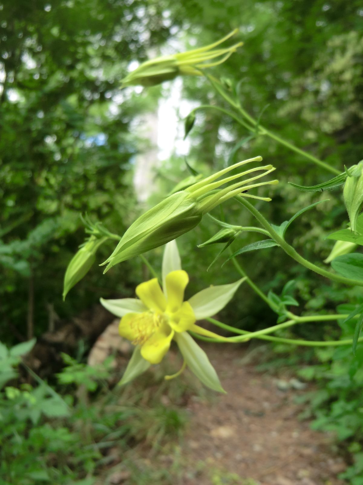 2012 July Coumbine along the Mint Spring Trail