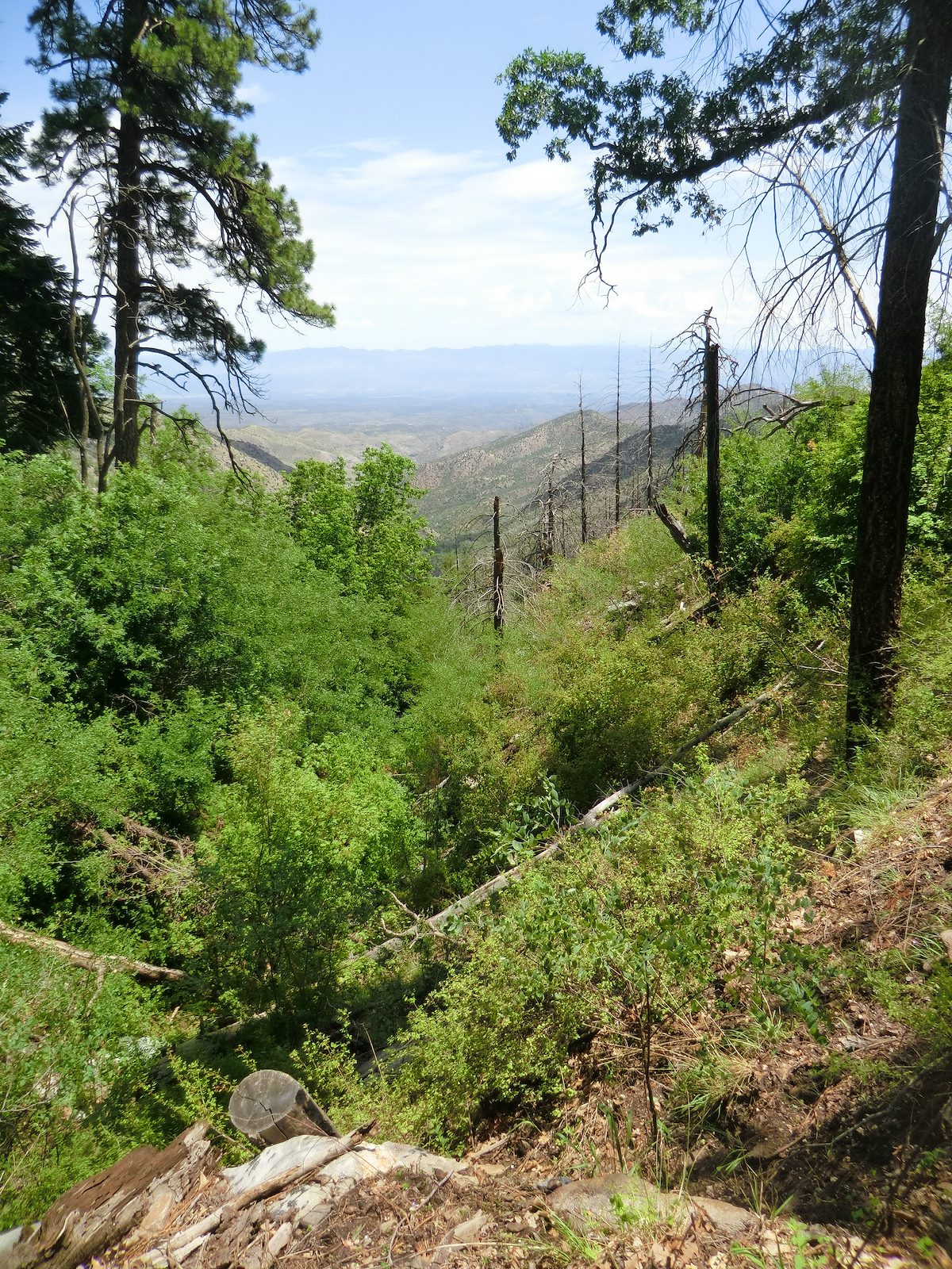 2012 July Looking down Alder Canyon