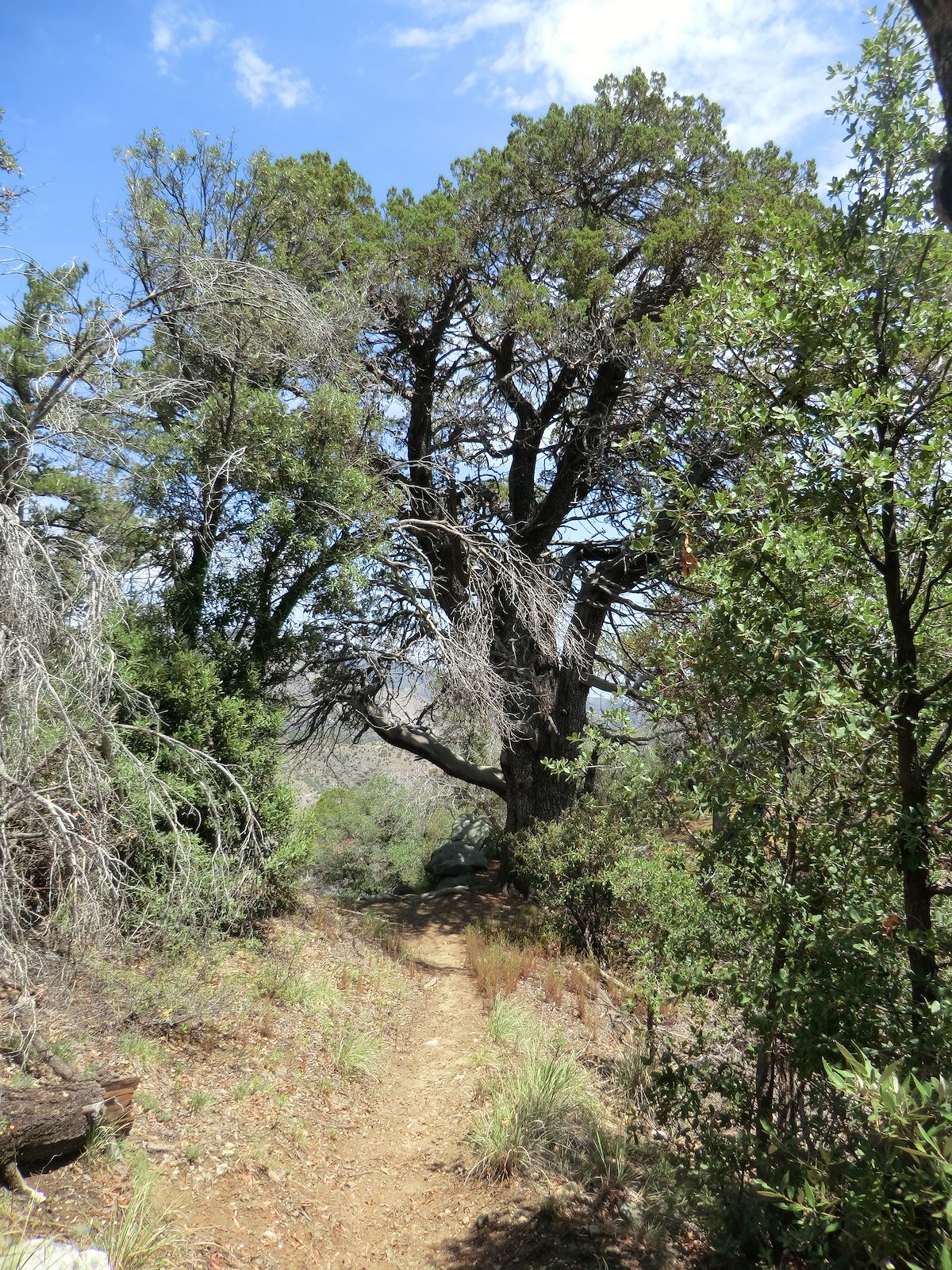 2012 July Lovely old Juniper