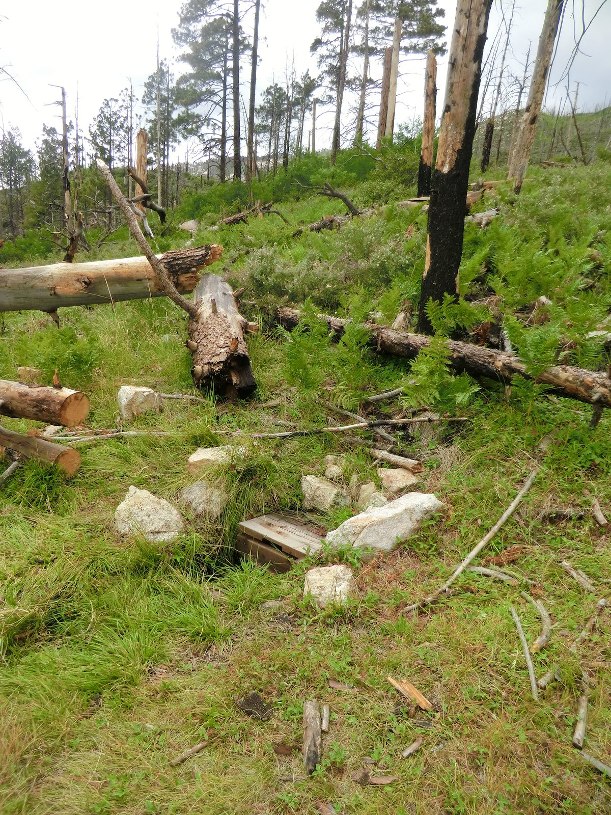 2012 July Mint Spring