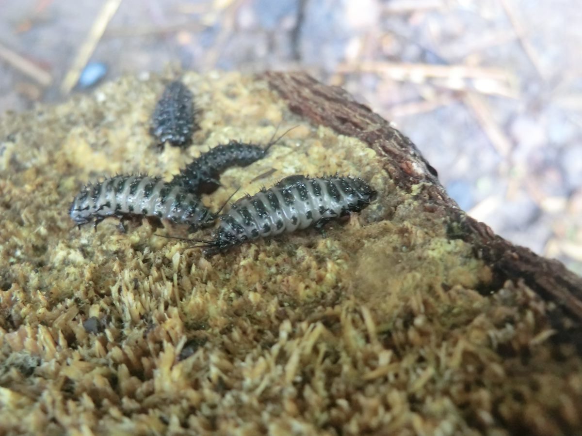 2012 July Pleasing Fungus Beetle Larvae