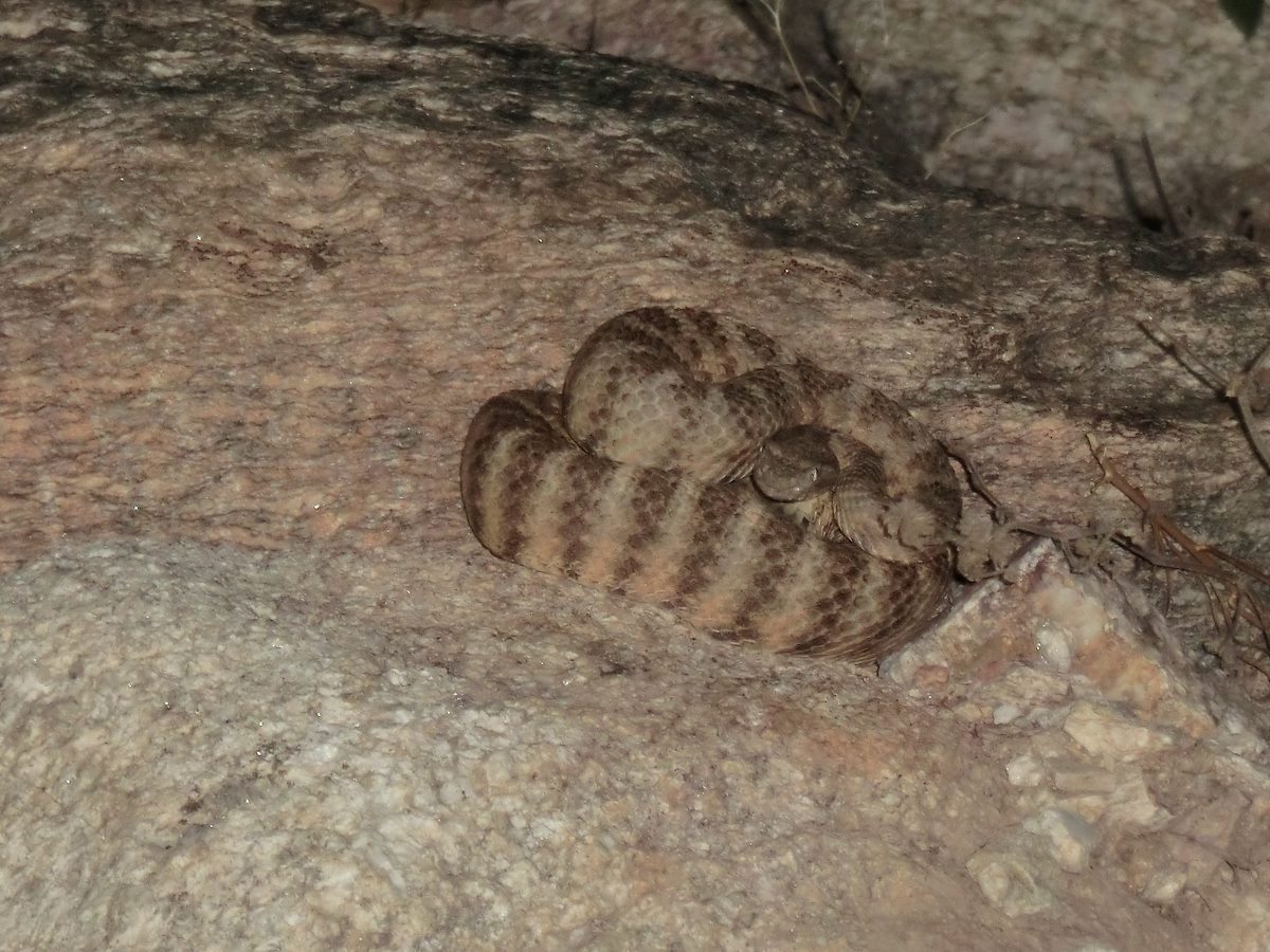 2012 July Rattlesnake