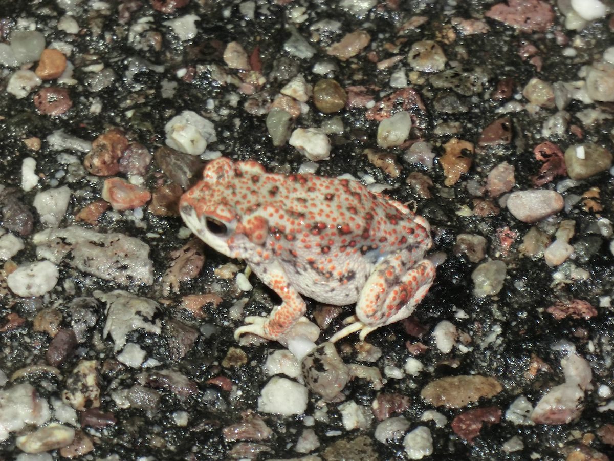 2012 July Red-spotted Toad