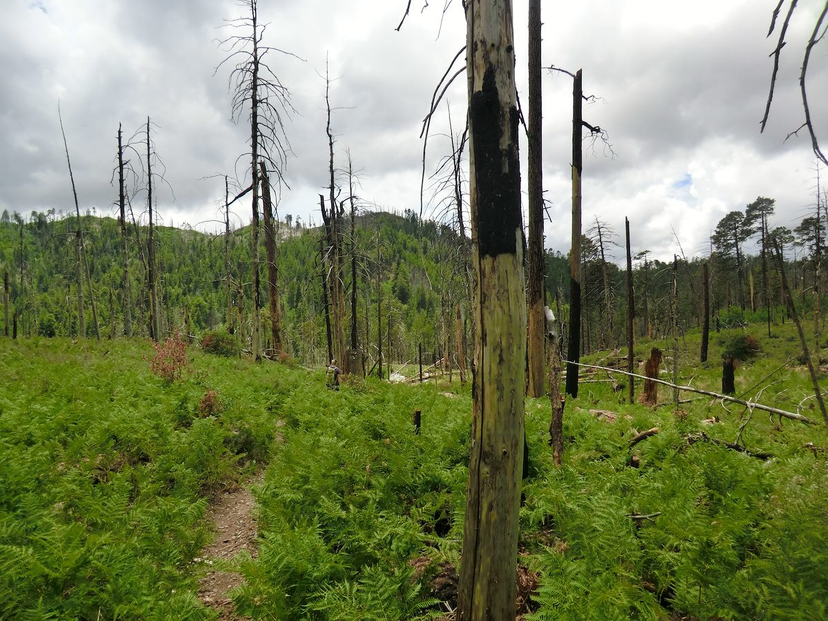 2012 July Sea of Ferns
