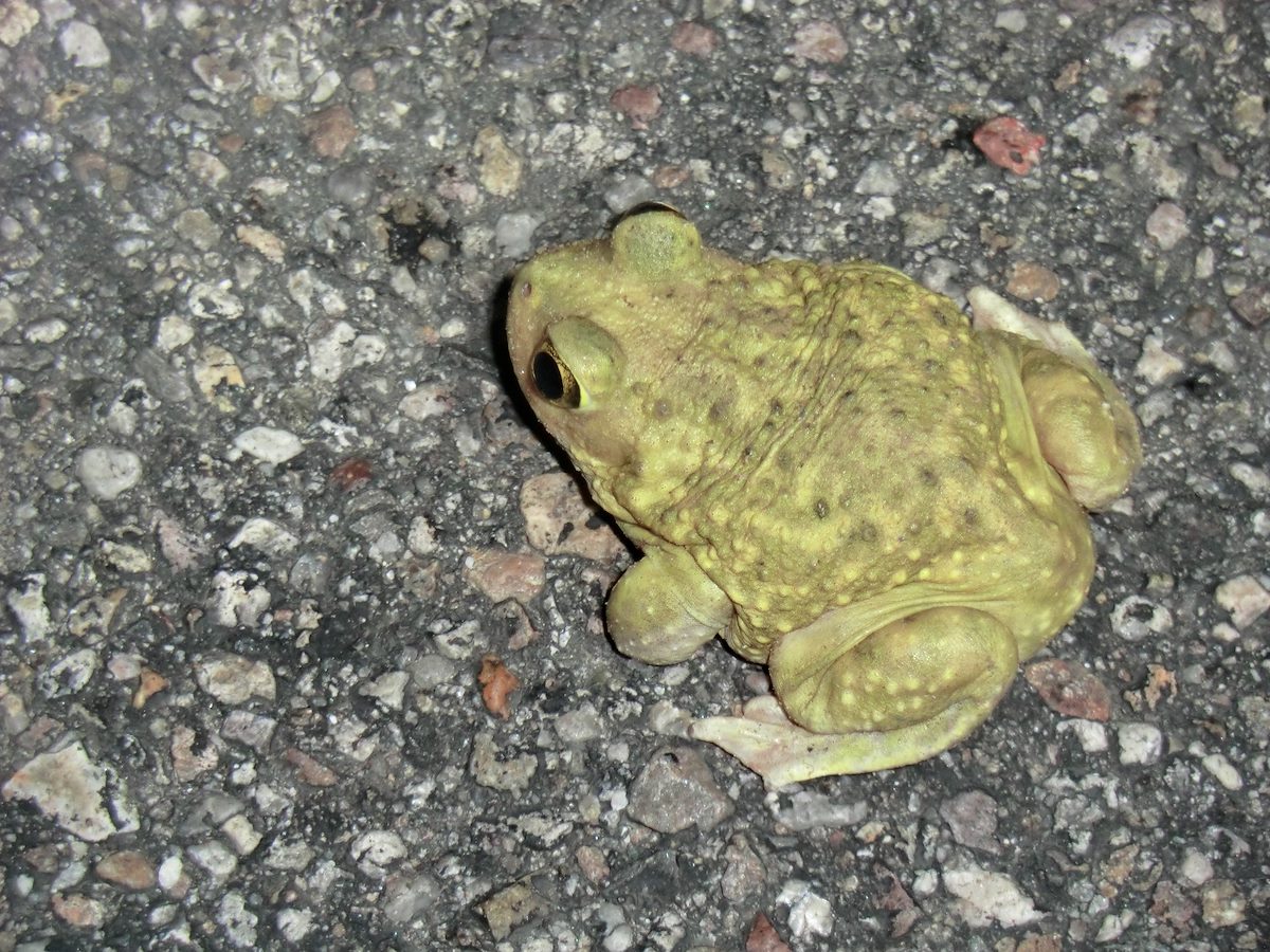 2012 July Spadefoot on the Sabino Canyon Tram Road