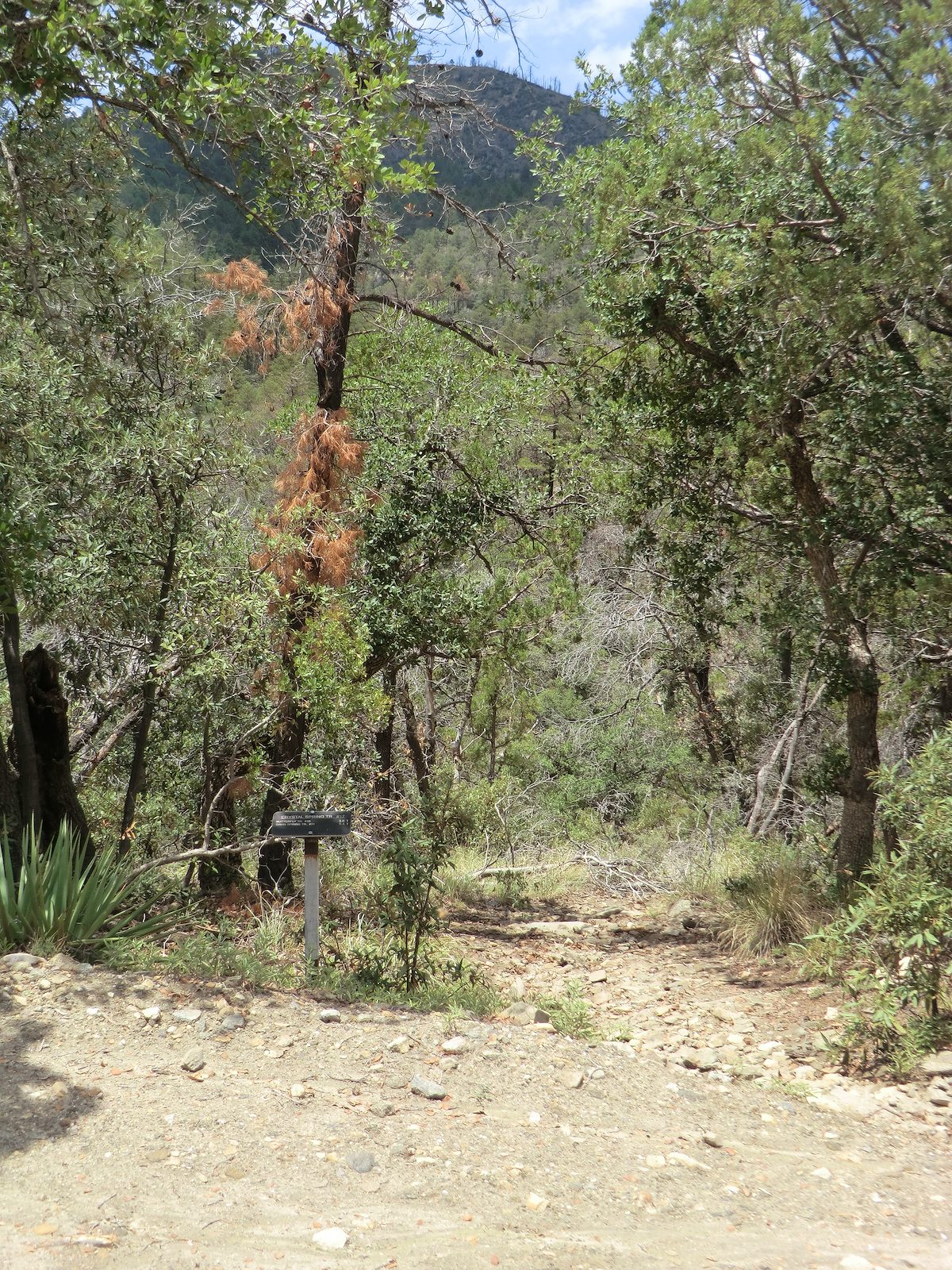 2012 July Start of the Crystal Spring Trail off the Control Road
