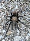 2012 July Tarantula on the Pontatoc Canyon Trail