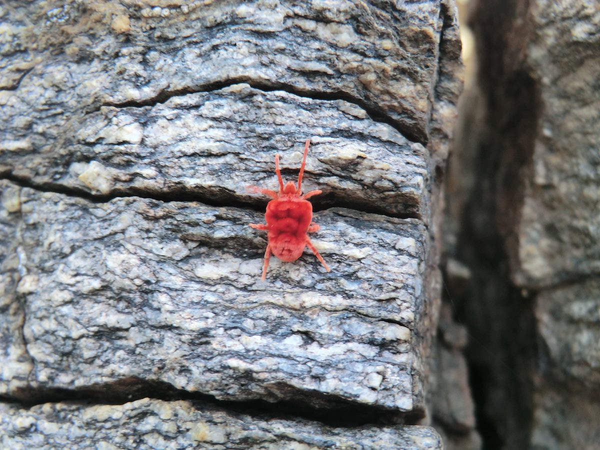 2012 July Velvet Mite