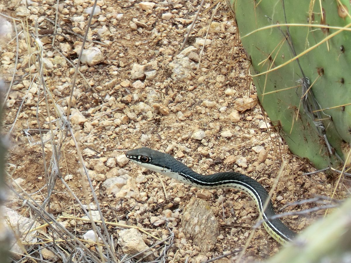 2012 July Whipsnake
