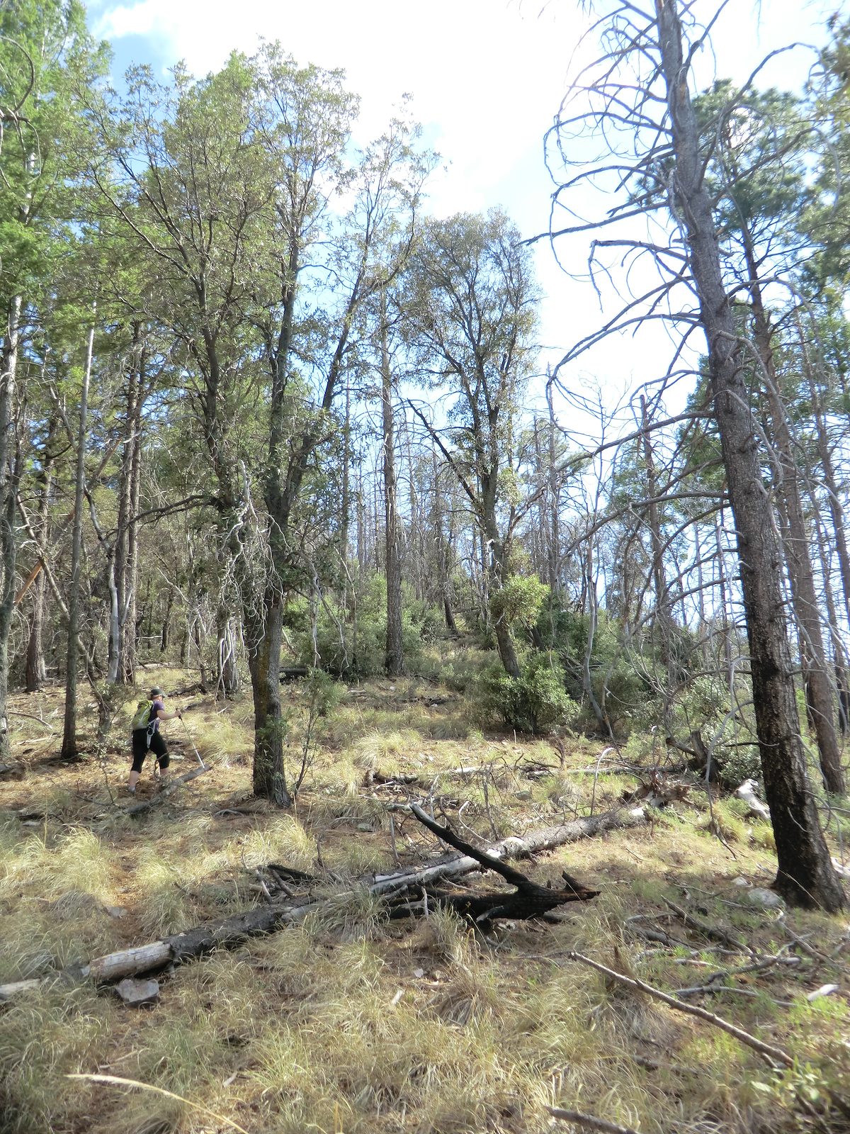 2012 June Alison hiking back up the Davis Spring Trail