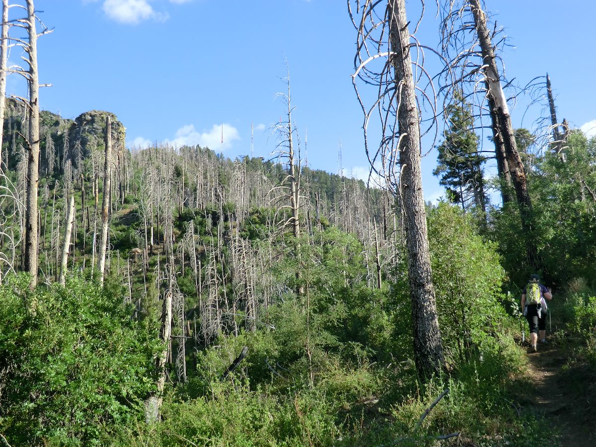 2012 June Dead Trees and Green Growth