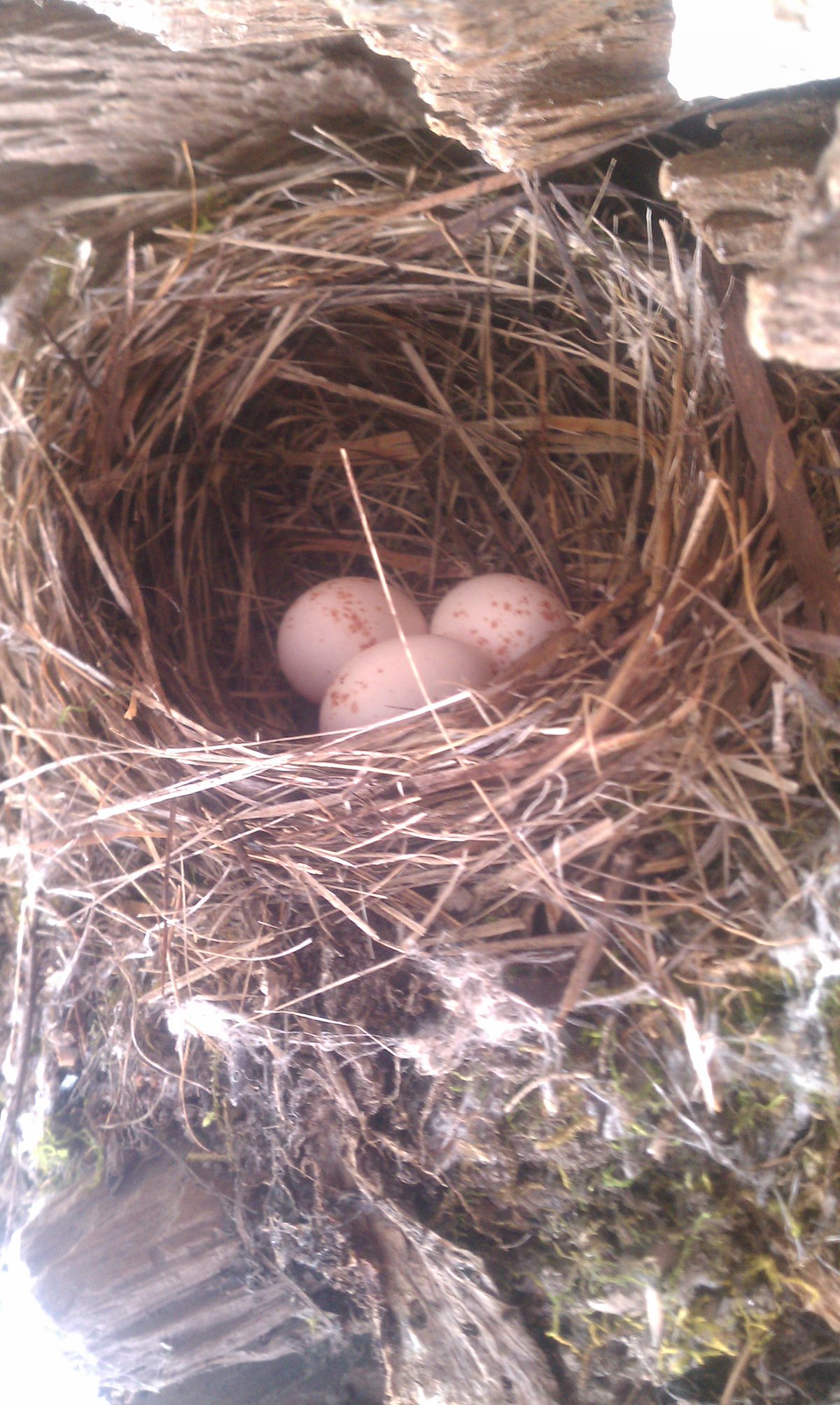 2012 June Eggs