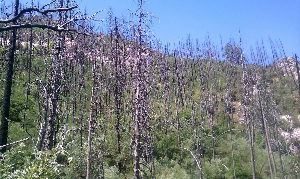 2012 June Green Growth and Dead Trees