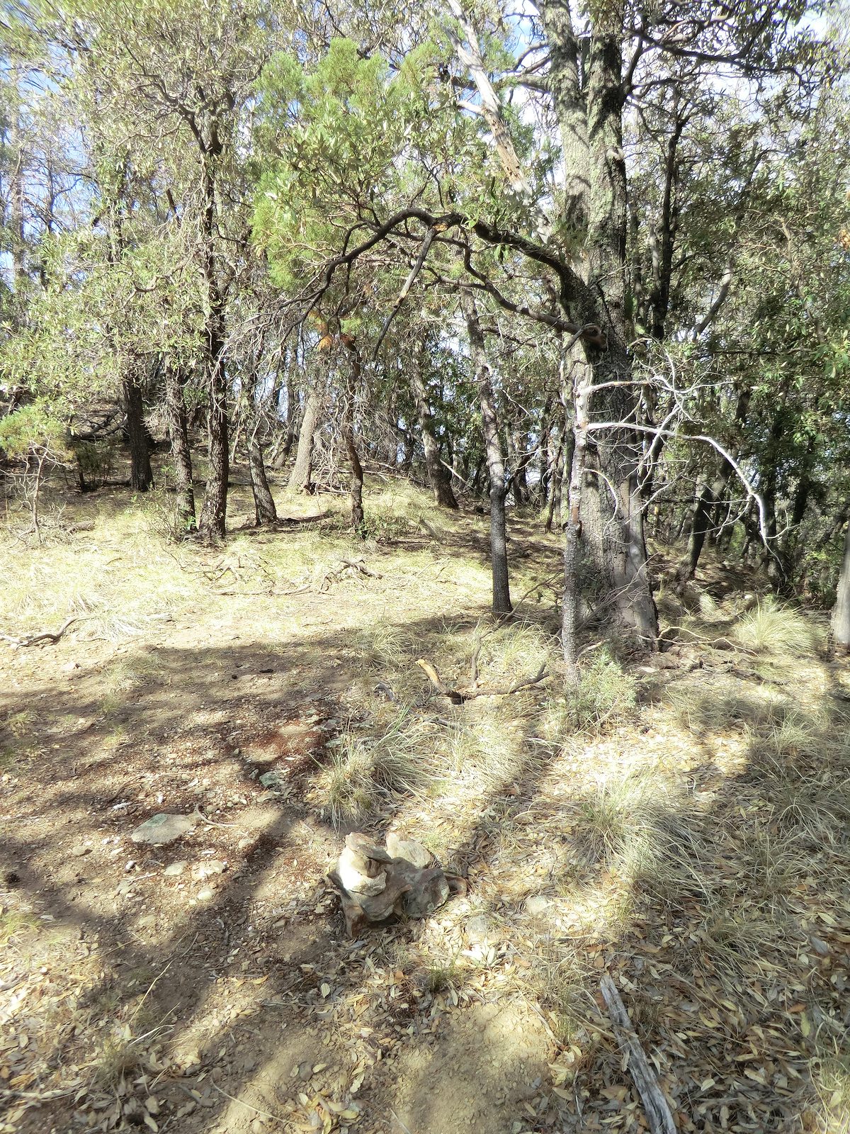 2012 June Our turn around point on the Davis Spring Trail