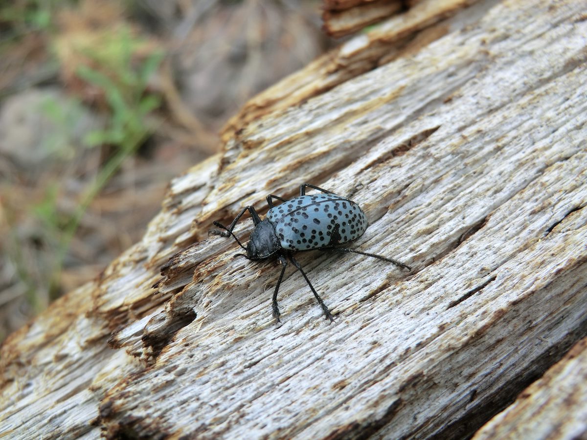 2012 June Pleasing Fungus Beetle on a Log