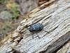 2012 June Pleasing Fungus Beetle on a Log