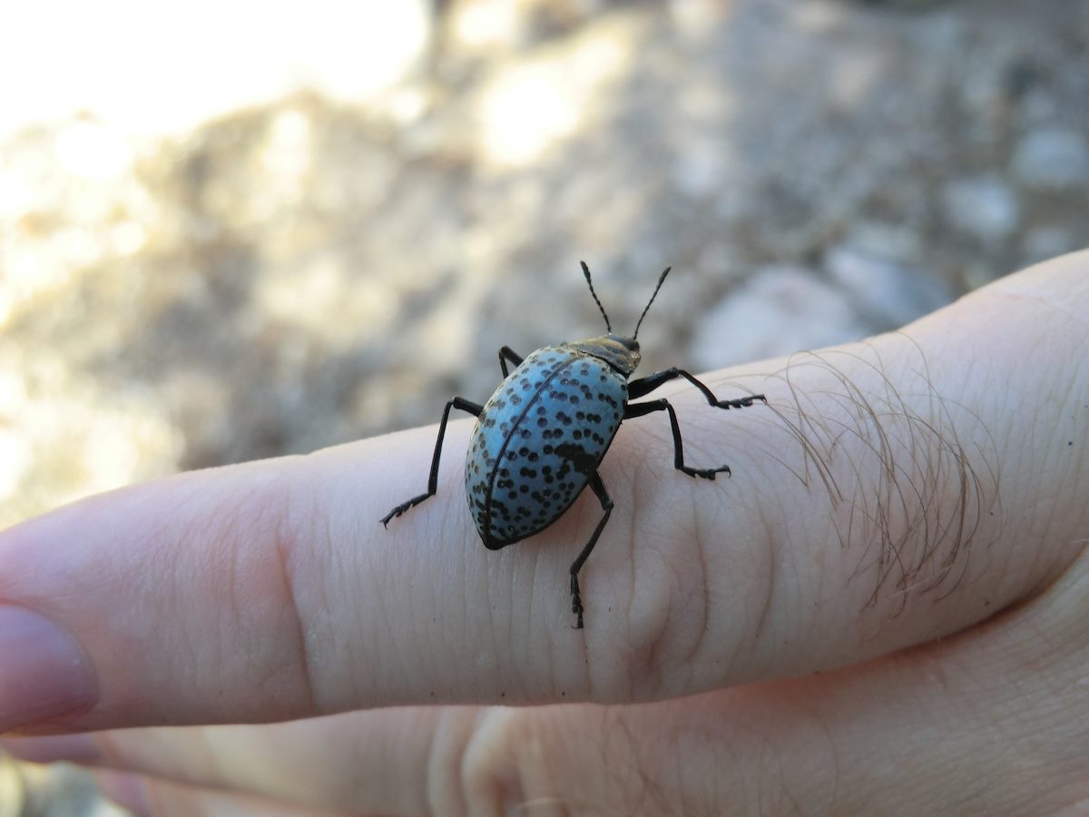 2012 June Pleasing Fungus Beetle