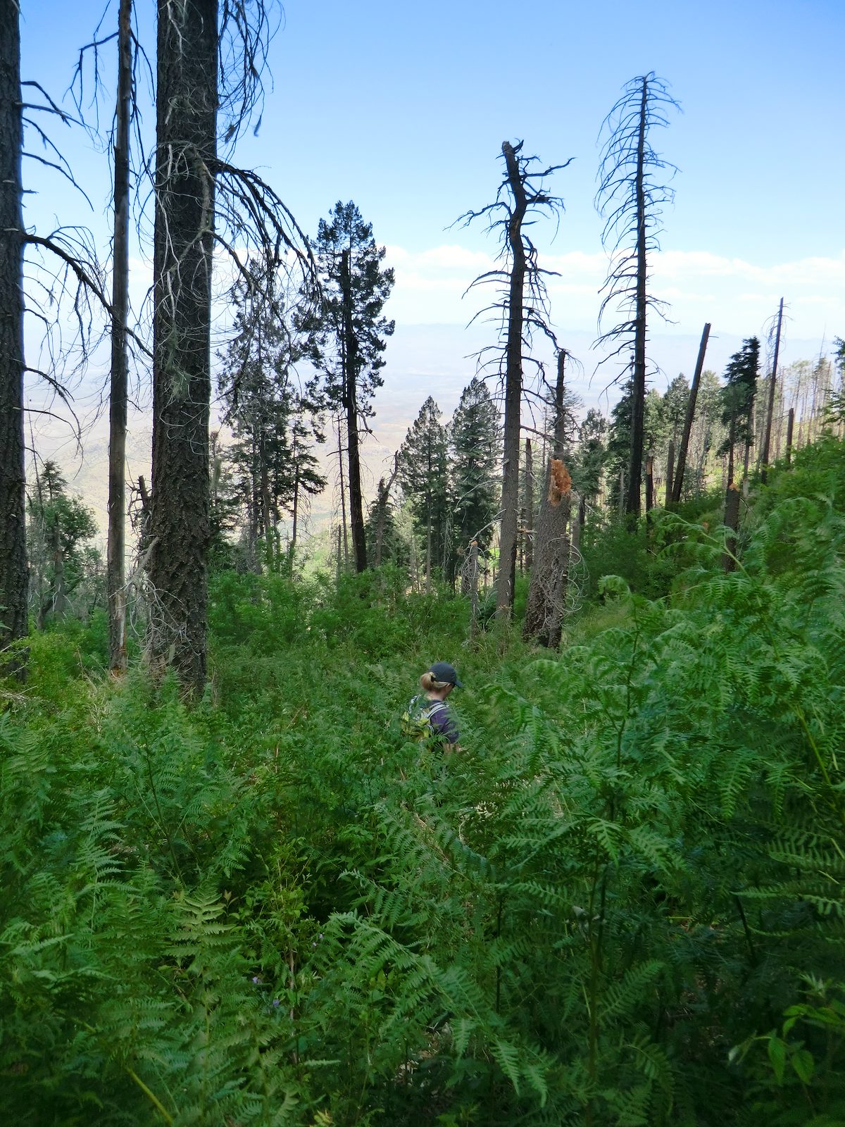 2012 June Riotous Green