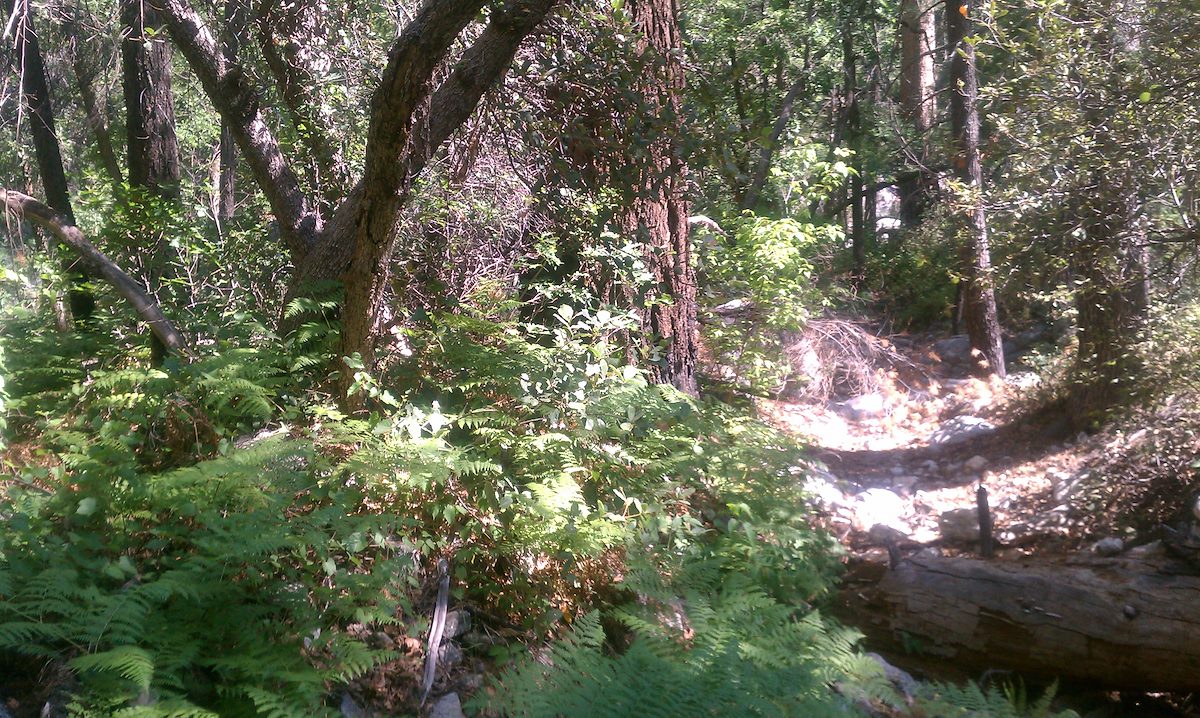 2012 June Trees and Green near Sabino Canyon