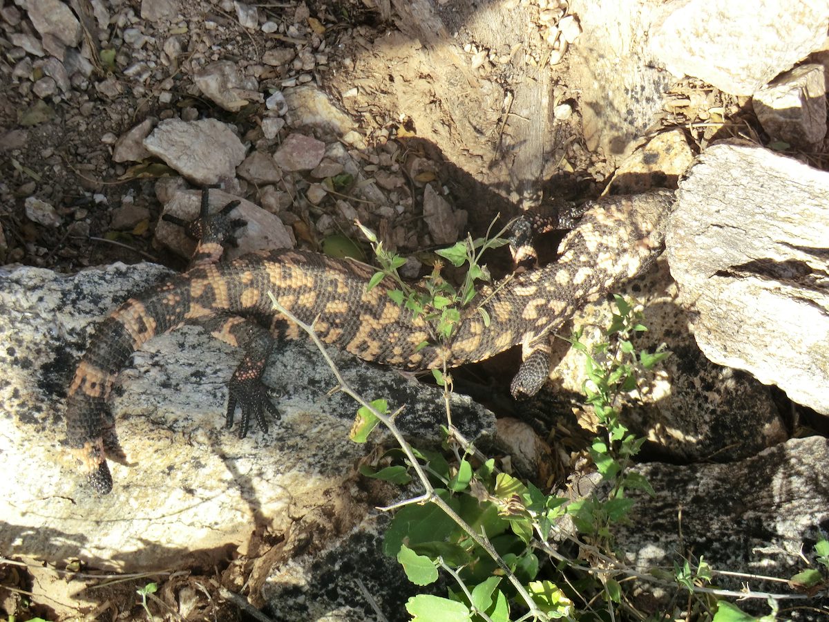 2012 March Blending In