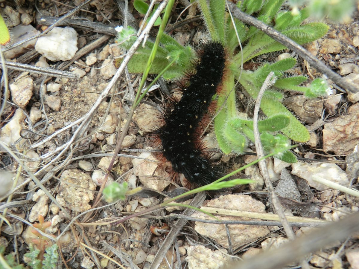 2012 March Caterpillar