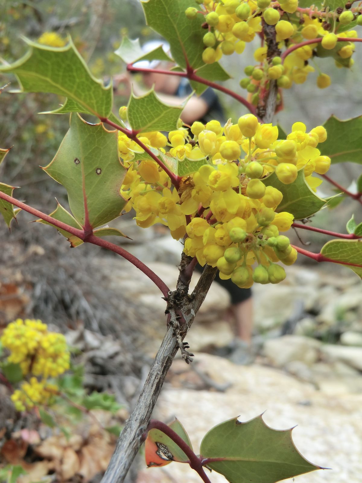 2012 March Flowering Wilcox's Barberry near Bug Spring