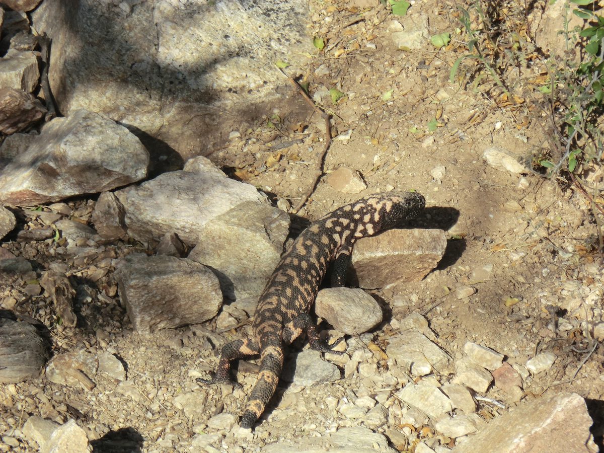2012 March Gila Monster on the Pontatoc Canyon Trail