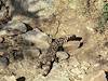 2012 March Gila Monster on the Pontatoc Canyon Trail