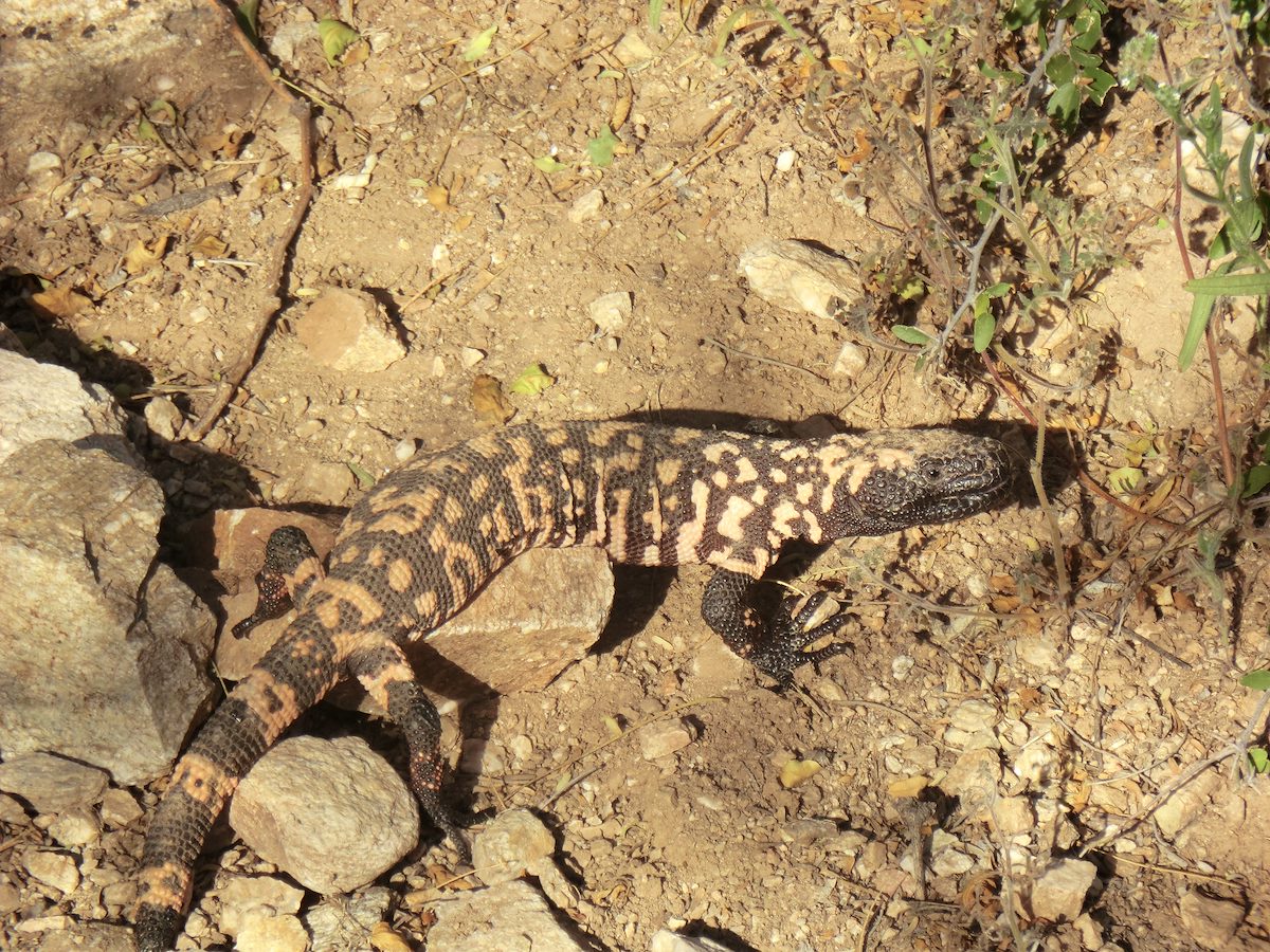 2012 March Gila Monster!