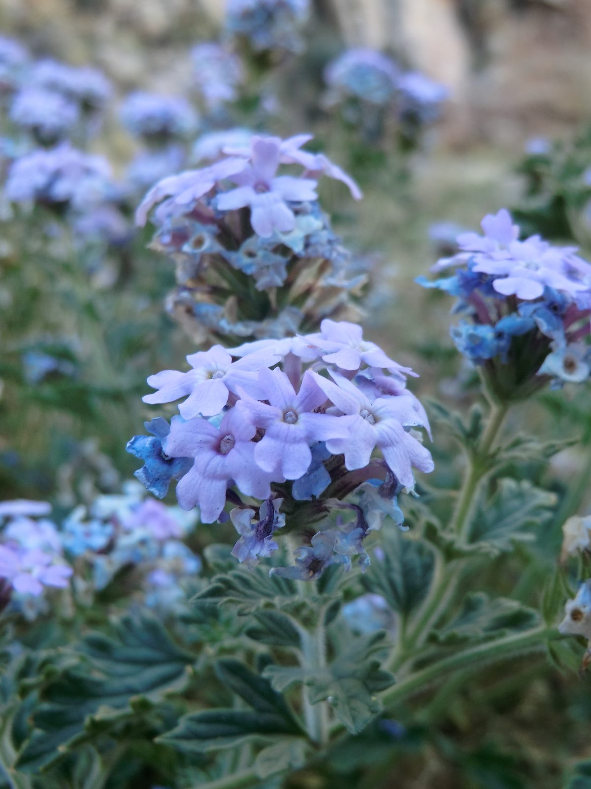 2012 March Goodding's Verbena in Pontatoc Canyon
