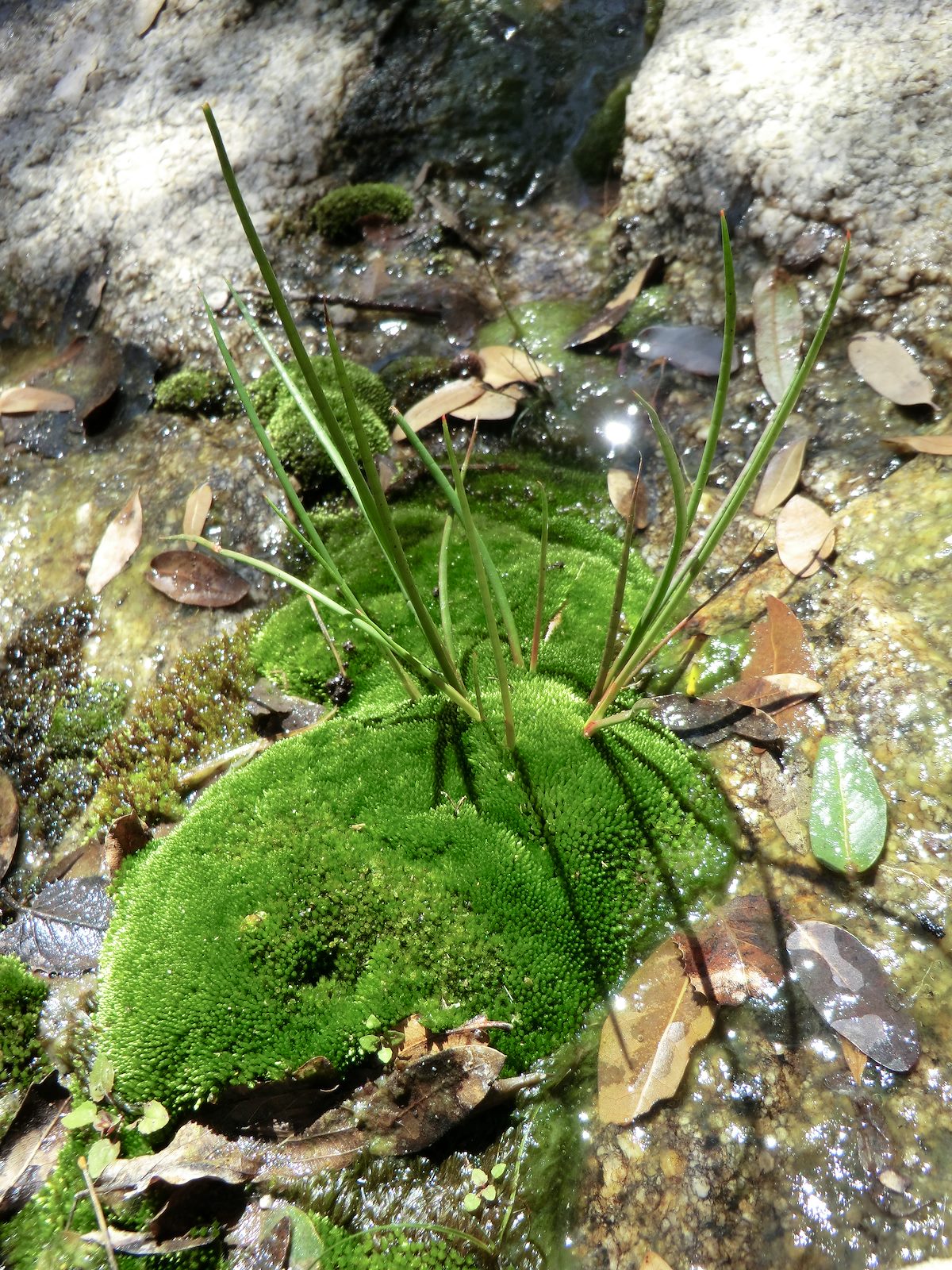 2012 March Green in the West Fork of Molino Canyon