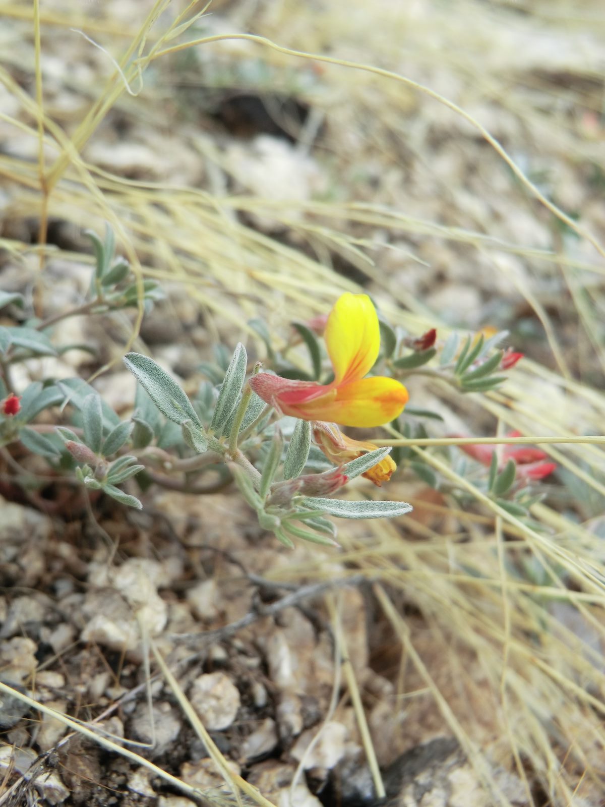 2012 March Small Flower Above Bug Spring
