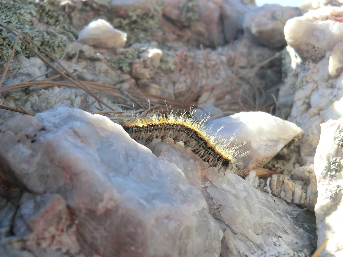 2012 May Caterpillar