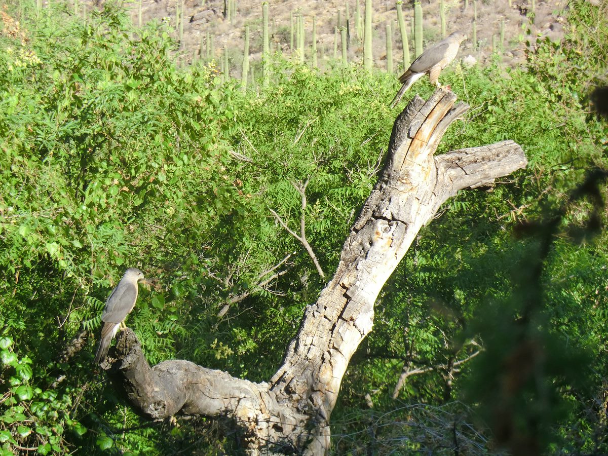 2012 May Cooper's Hawks near the Pima Canyon Trail