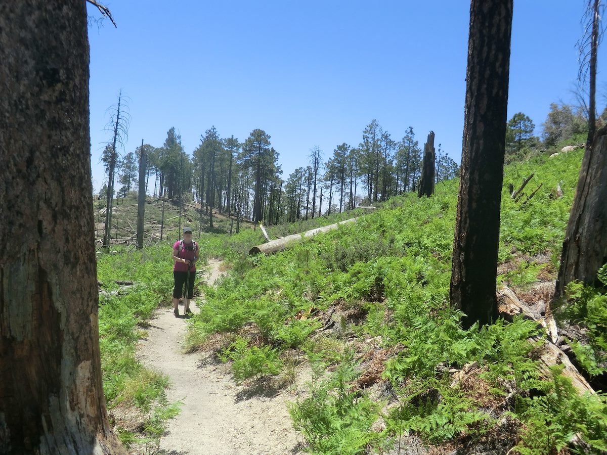 2012 May Green ferns along the Box Camp Trail