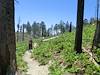 2012 May Green ferns along the Box Camp Trail