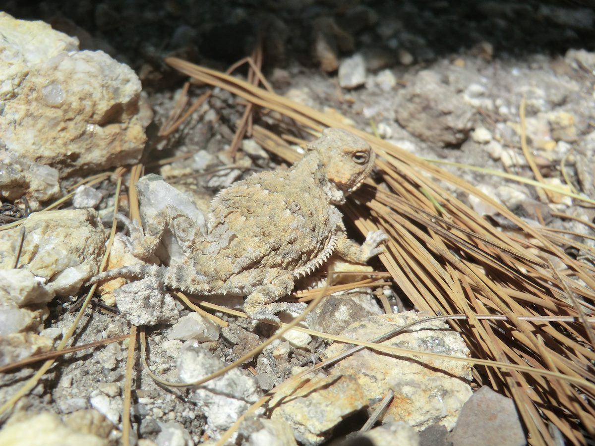2012 May Horned Lizard