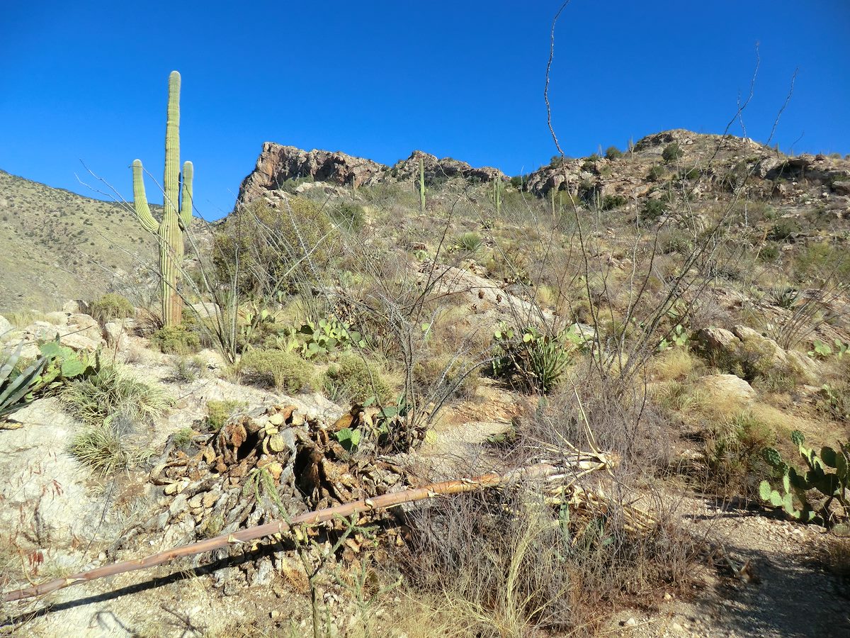 2012 November Looking up at the Pontatoc Cliffs