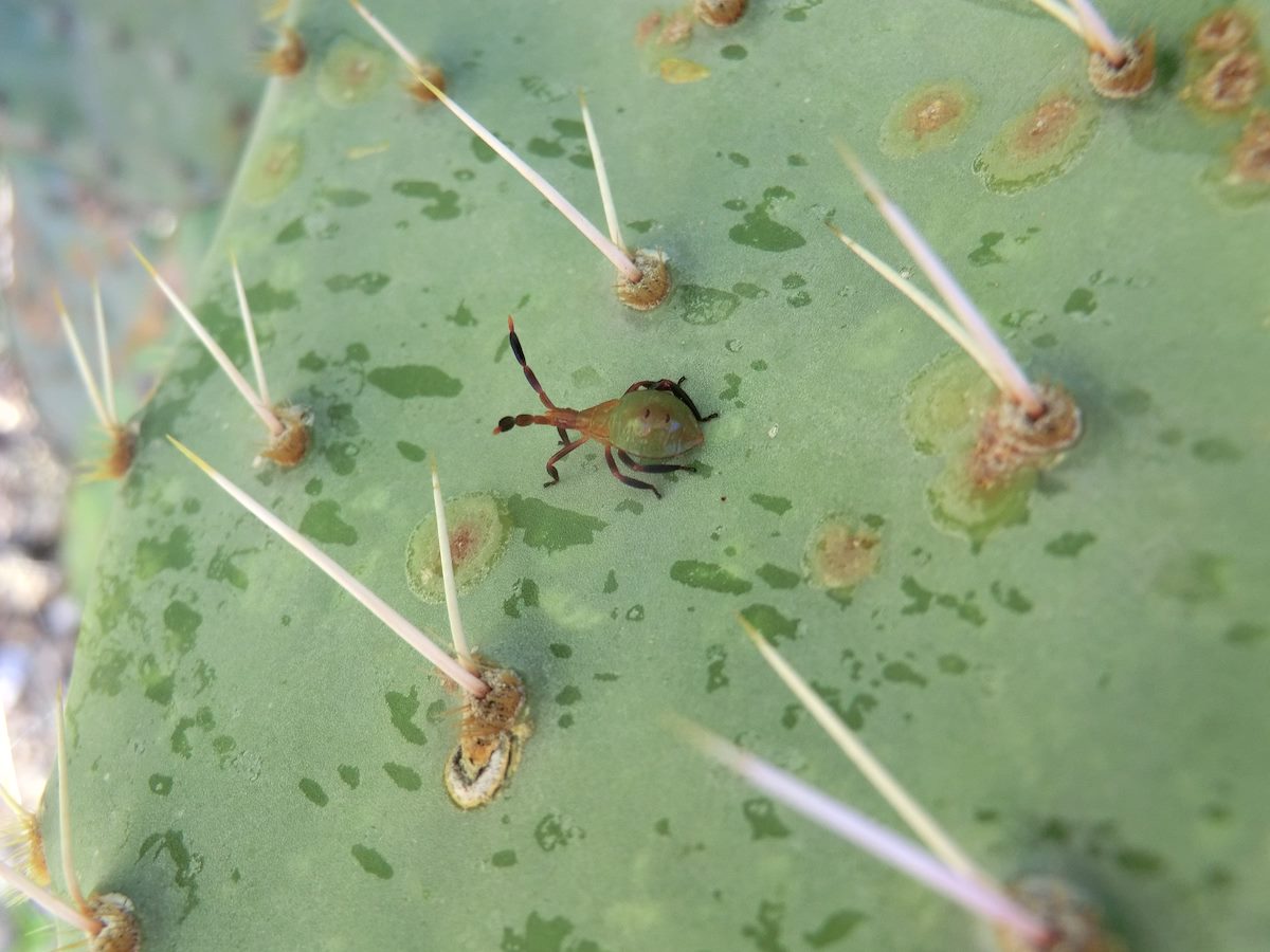 2012 September Chelinidea vittiger nymph on Prickly Pear
