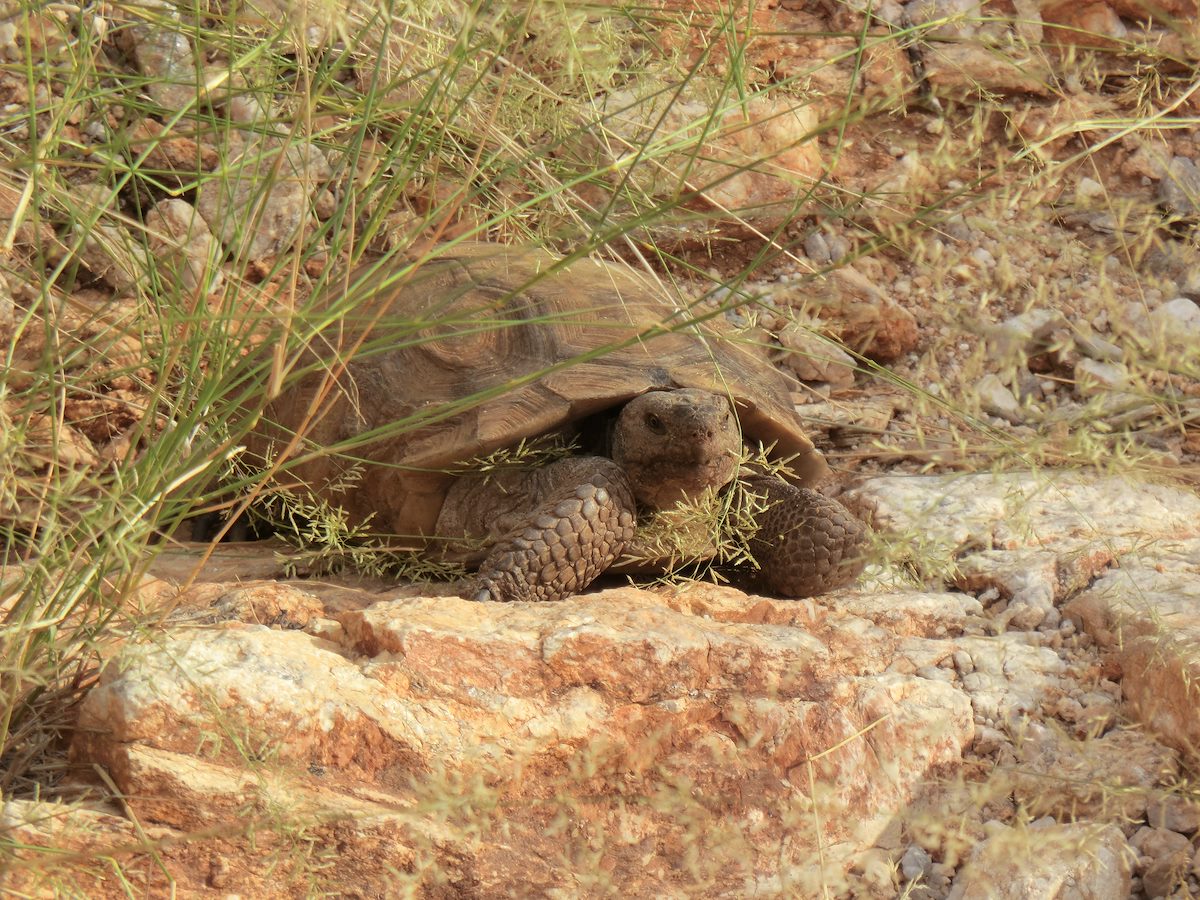 2012 September Desert Tortoise 1