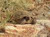 2012 September Desert Tortoise 1
