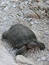 2012 September Desert Tortoise 3