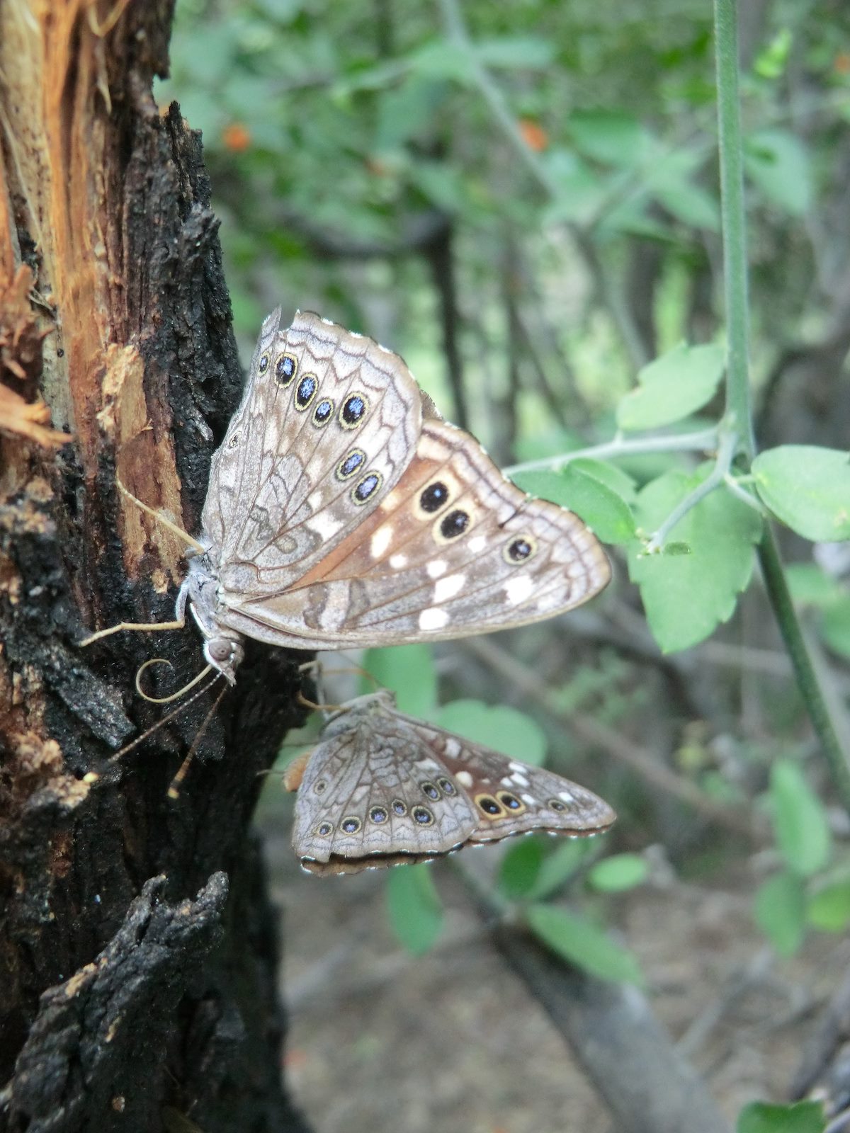 2012 September Empress Leilia
